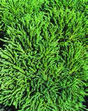 CRYPTOMERIA