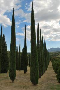 cupressus