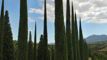 CUPRESSUS