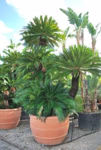 cycas