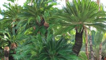 CYCAS