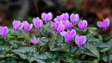 CYCLAMEN