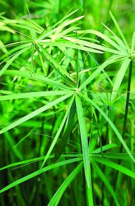 Cyperus