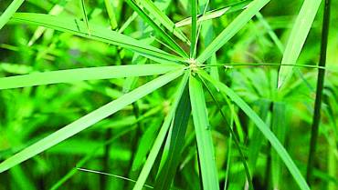 CYPERUS