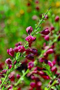 Cytisus