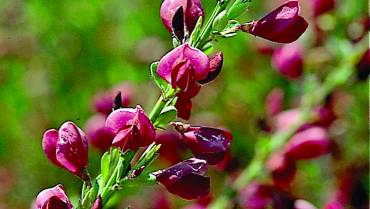 CYTISUS