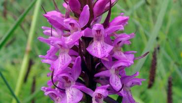 DACTYLORHIZA