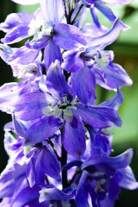 delphinium