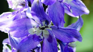 DELPHINIUM