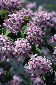 Deutzia