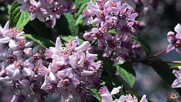 DEUTZIA