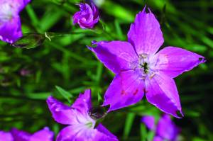 Dianthus