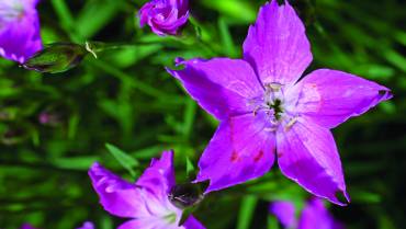 DIANTHUS