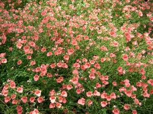 Diascia