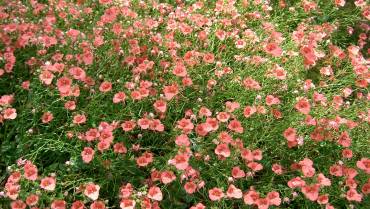 DIASCIA