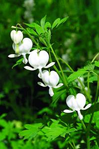 dicentra