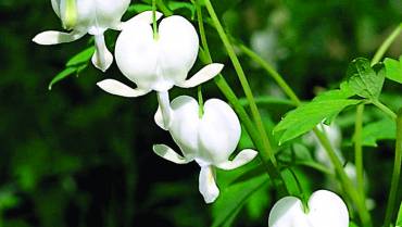 DICENTRA