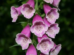 digitalis