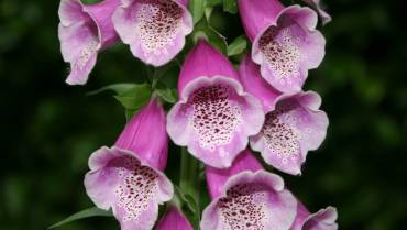 DIGITALIS