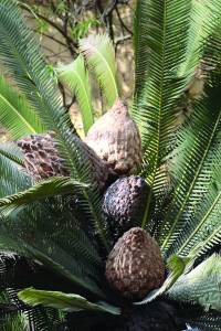 Dioon