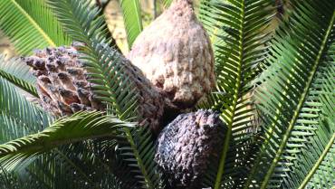 DIOON