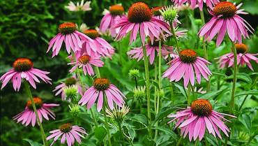 ECHINACEA