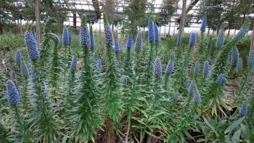 ECHIUM