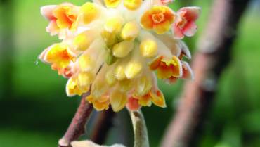 EDGEWORTHIA