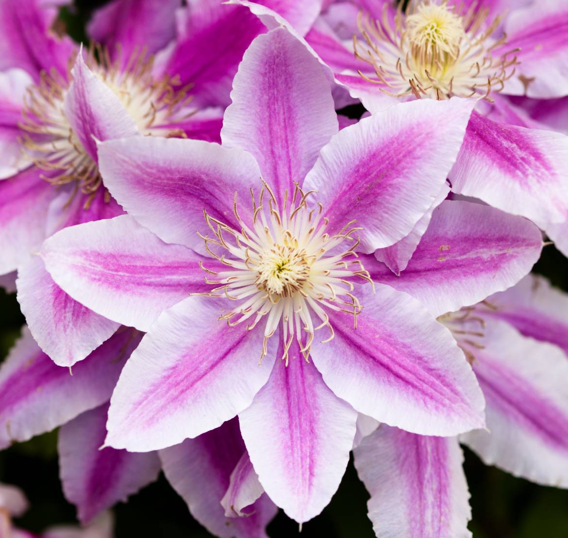 Pink_Clematis.jpg