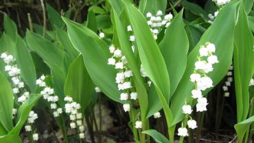 CONVALLARIA