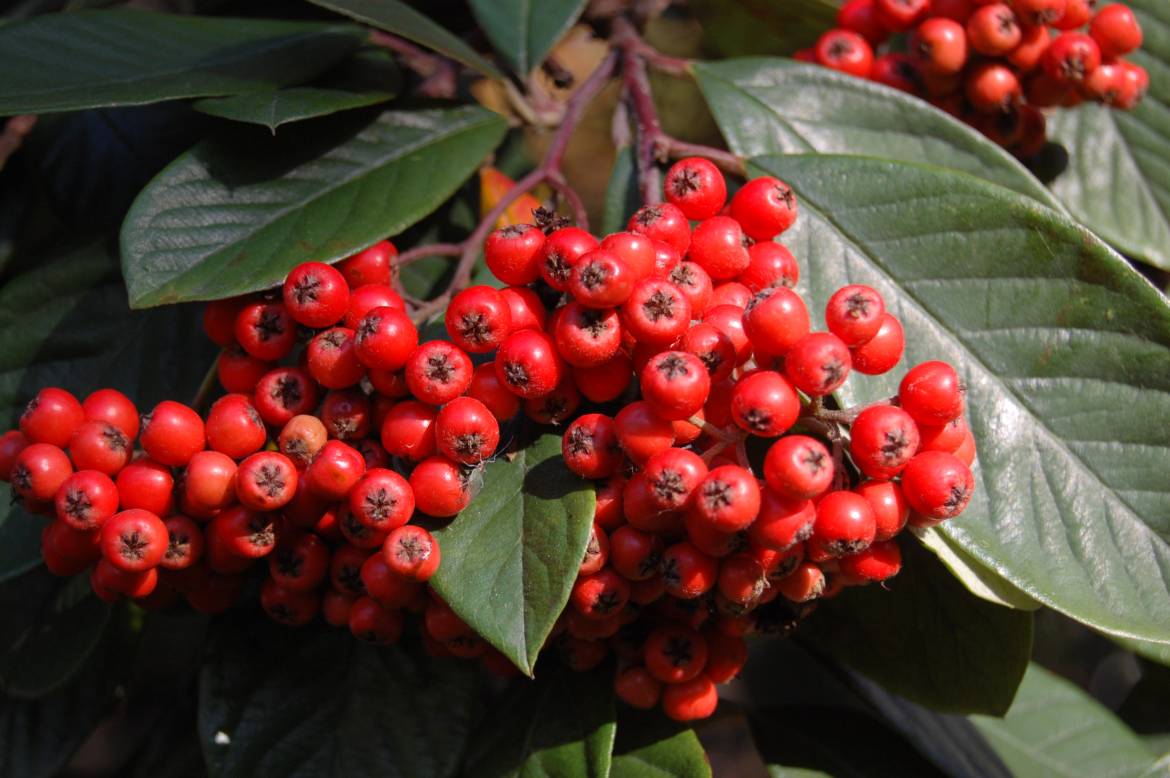 cotoneaster-cornubia-berry.jpg
