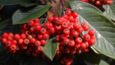 COTONEASTER