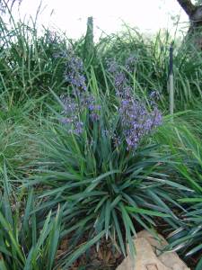 Dianella