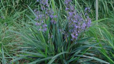 DIANELLA