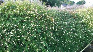 erigeron