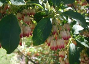 enkianthus