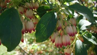 ENKIANTHUS