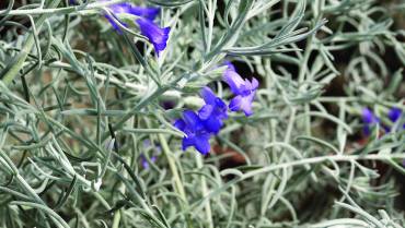 EREMOPHILA