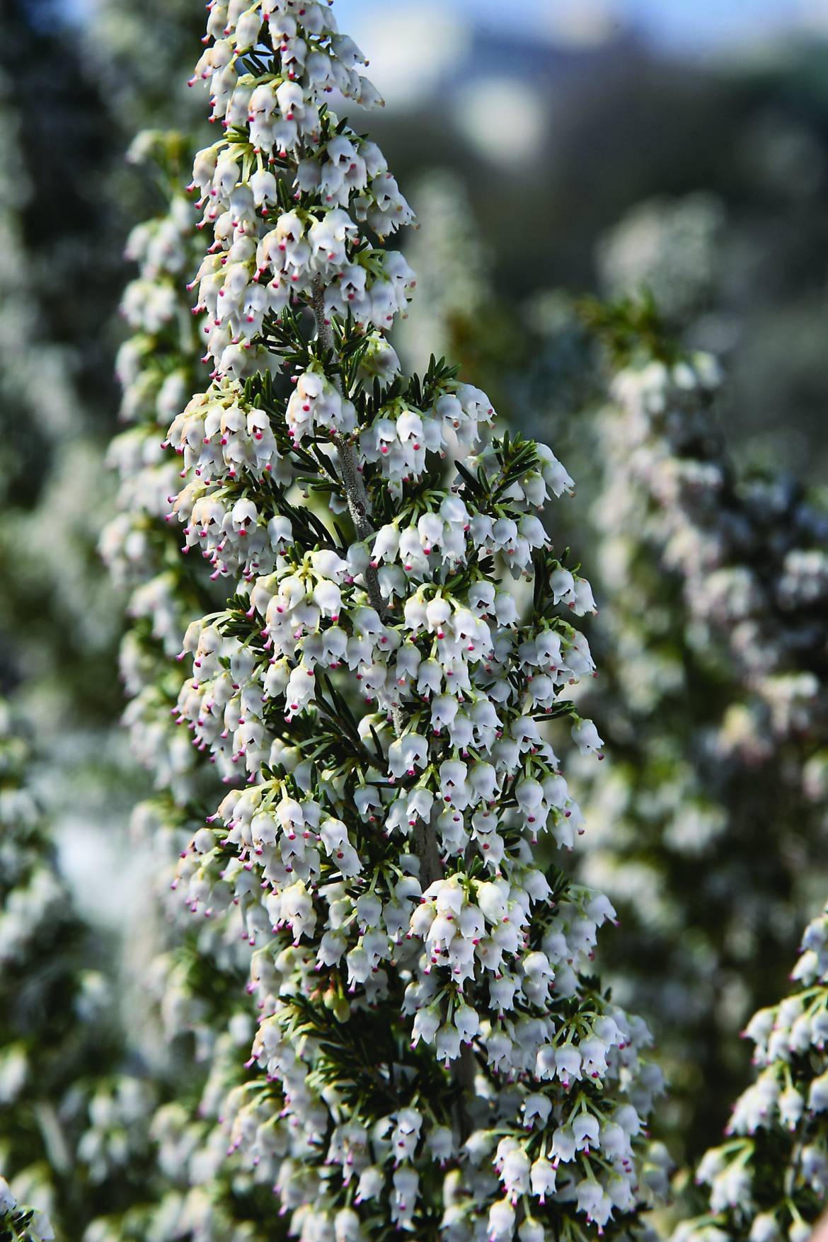 Erica-arborea-002.jpg
