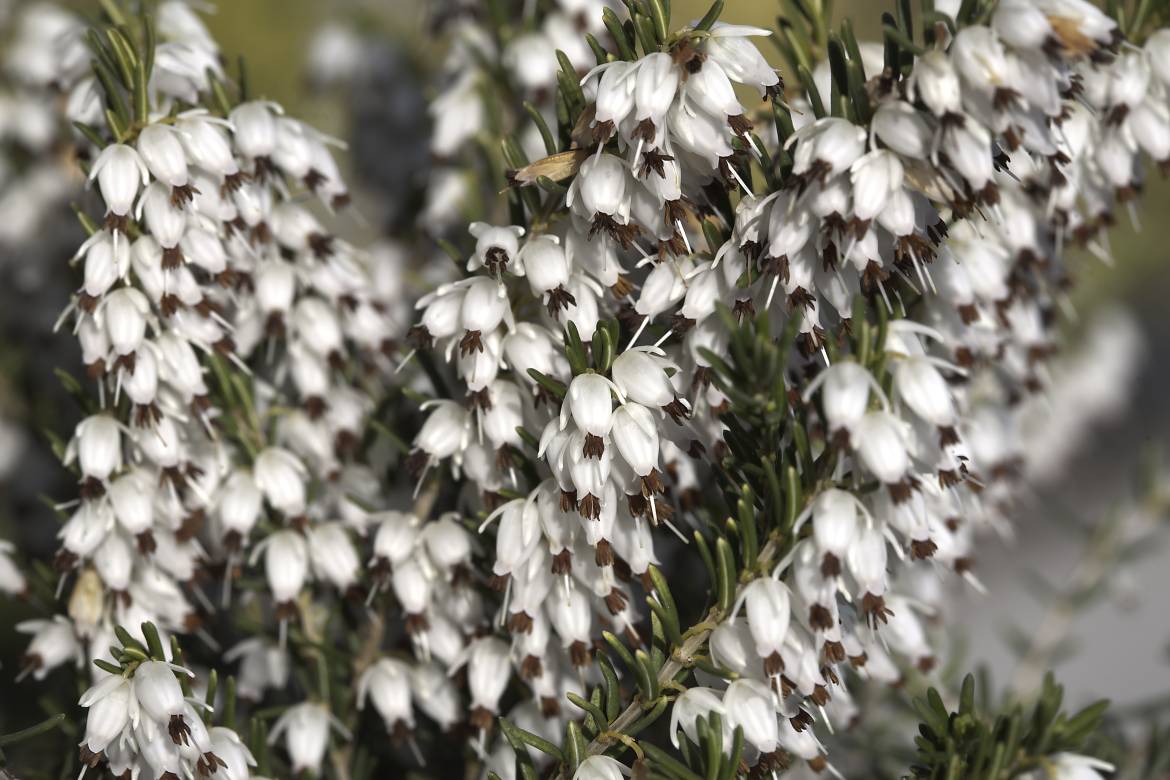 Erica-x-darleyensis-White-Perfection-001.jpg