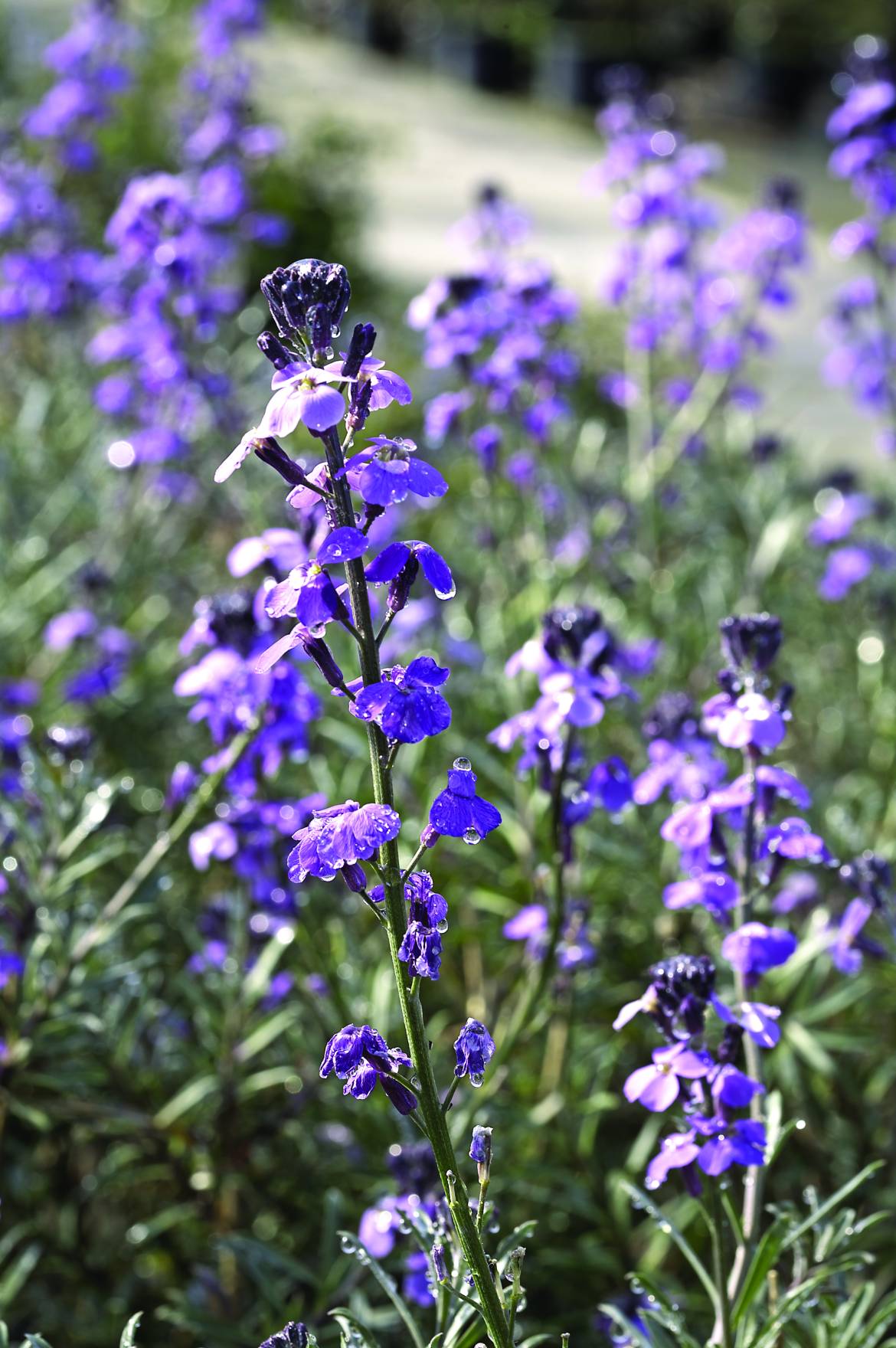 Erysimum-Bowles-Mauve-007.jpg