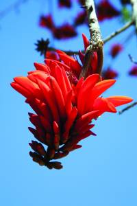 erythrina