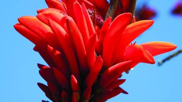 ERYTHRINA