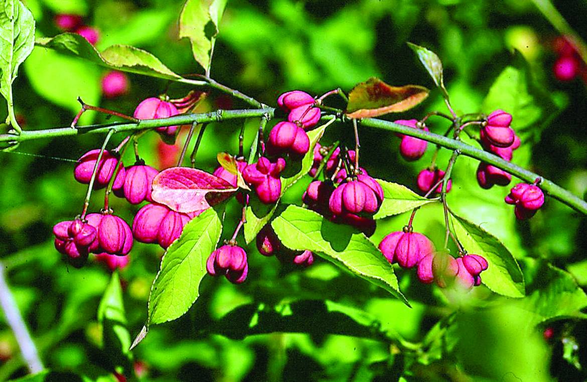 Euonymus-europaeus.jpg