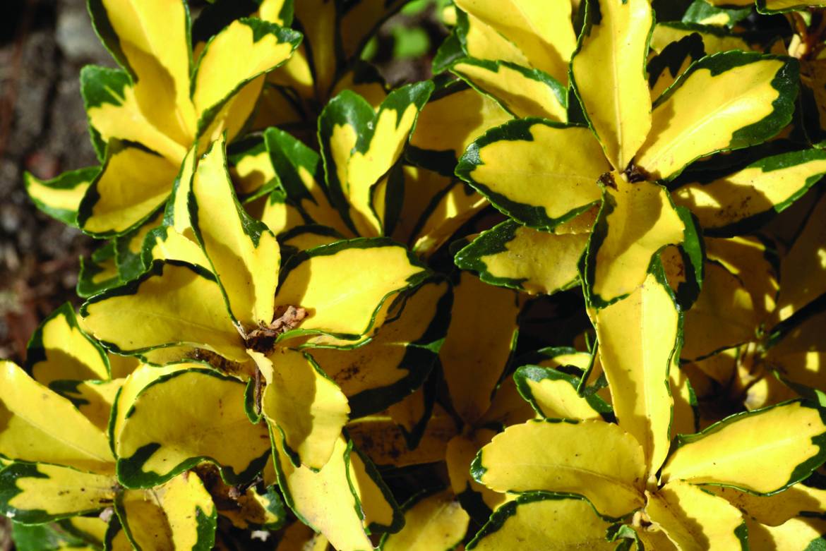 Euonymus-japonicus-Ovatus-Aureus-001.jpg