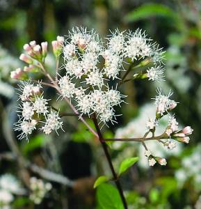 eupatorium