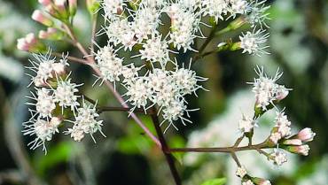 EUPATORIUM