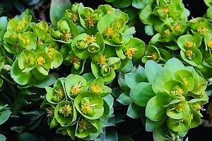 euphorbia