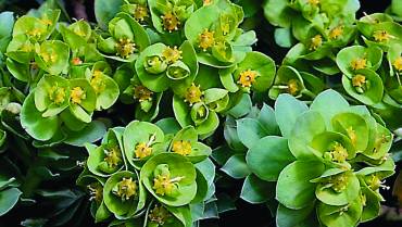 EUPHORBIA