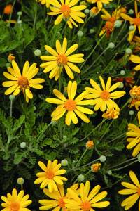 euryops